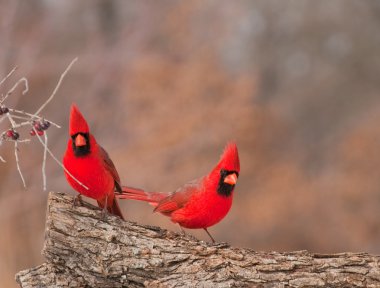 Two bright red male Northern Cardinals sitting on a log clipart