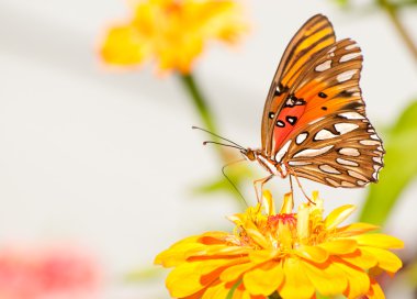 Agraulis vanillae, Gulf Fritillary butterfly