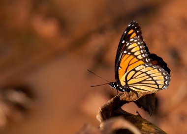 Colorful Viceroy butterfly resting against muted color fall background clipart