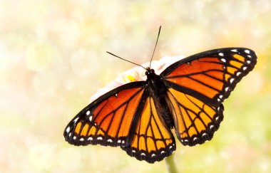 Dreamy image of a Viceroy butterfly in a garden clipart