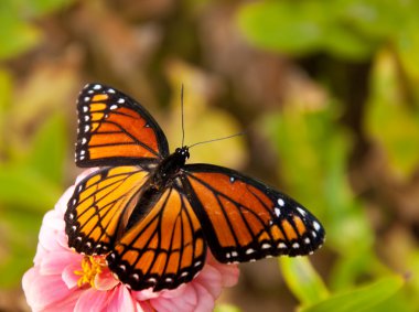 Dreamy image of a Viceroy butterfly in a garden clipart