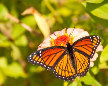 Viceroy butterfly feeding on a flower clipart