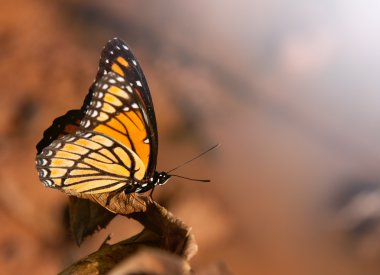 Beautiful Viceroy buterfly percehd on a dry leaf clipart