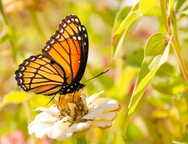 Viceroy butterfly feeding on a white Zinnia against bright green background clipart