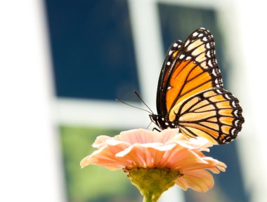 Beautiful Viceroy buterfly feeding on a light orange Zinnia clipart