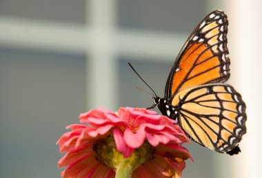 Beautiful Viceroy butterfly resting on a yellow fall leaf clipart