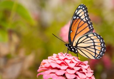 Ventral view of a colorful Viceroy butterfly feeding on a pink Zinnia clipart