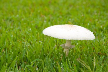 White poisonous mushroom in grass clipart