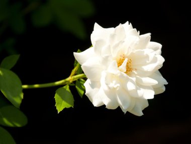 Delicate white rose against dark bakground clipart