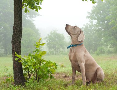 Weimaraner dog sitting, watching closely at something up in the tree clipart