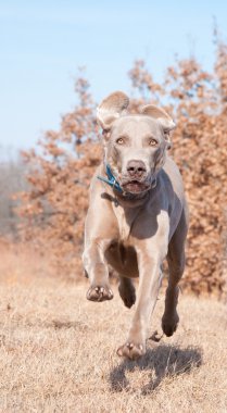 kameraya doğru tam hızda çalışan weimaraner köpek