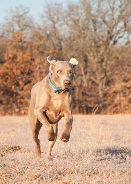 Weimaraner dog running towards viewer in frosty winter grass clipart