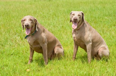Yeşil çimenlerin üzerinde oturan iki weimaraner köpek