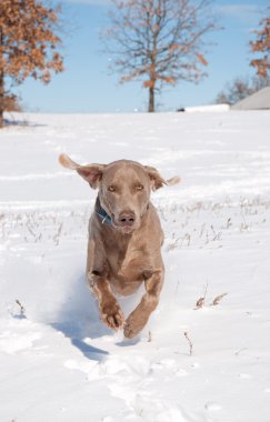 Weimaraner running in snow toward the viewer clipart