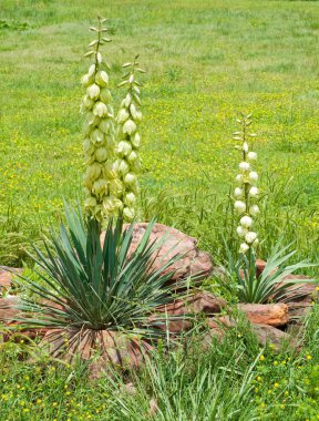 Plains Yucca blooming with large bell shaped flowers clipart