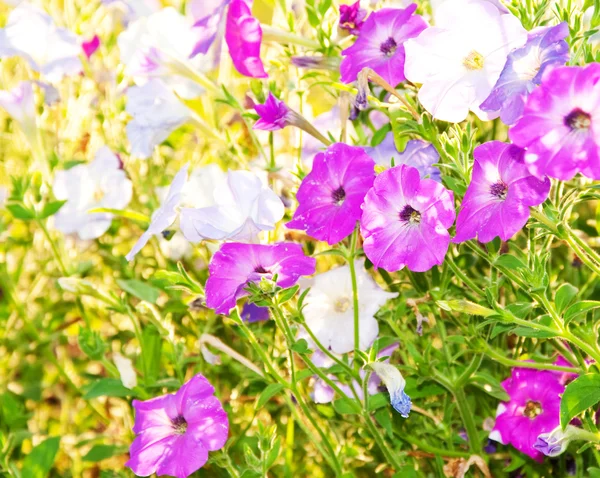 Cores deliciosas de flores Petúnia em luz solar brilhante — Fotografia de Stock