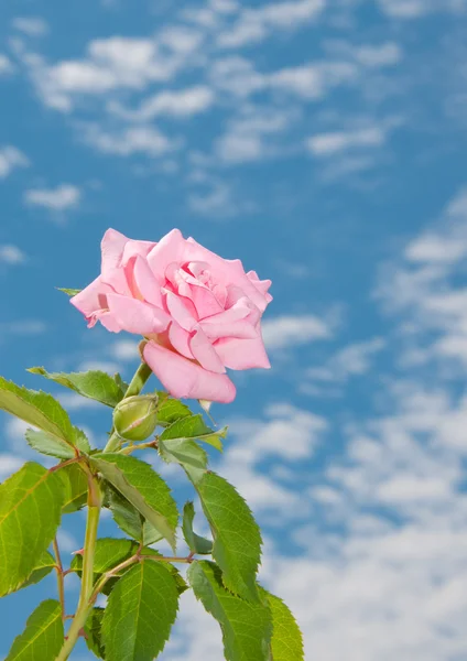 Bella rosa chiaro rosa contro il cielo e le nuvole — Foto Stock