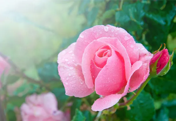 Rosa bonita rosa com gotas de água após a chuva no jardim — Fotografia de Stock