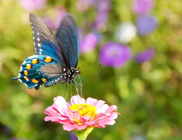 Borboleta de rabo de andorinha azul iridescente — Fotografia de Stock