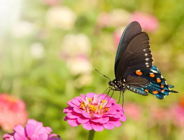 Синий радужный ласточковый хвостик, бабочка баттус филенор — стоковое фото