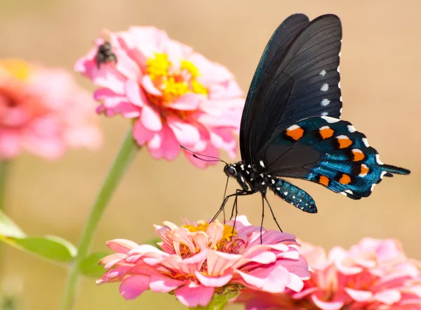 Hermosa pipevine cola de golondrina mariposa alimentación en rosa zinnia —  Fotos de Stock