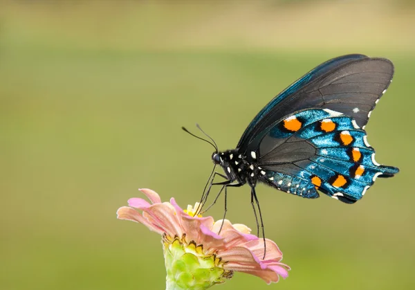 Pipevine swallowtail kelebek bir zinnia besleme — Stok fotoğraf