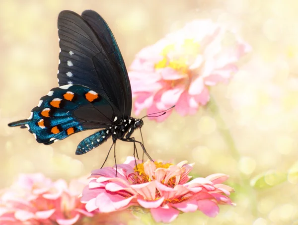 Imagen de ensueño de una mariposa cola de golondrina pipevina en rosa Zinnia —  Fotos de Stock