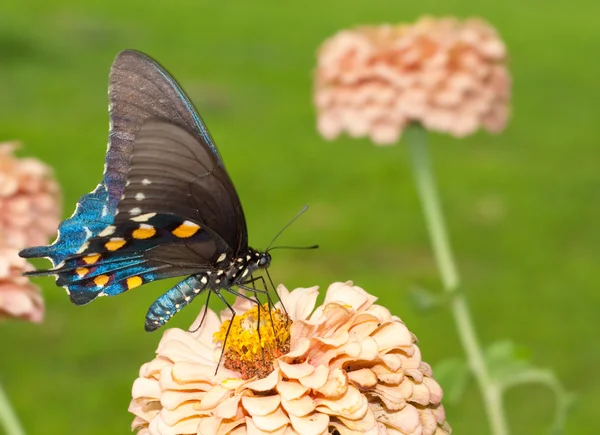 Пайпвайн Ласточковый хвост питается цветком Циннии — стоковое фото