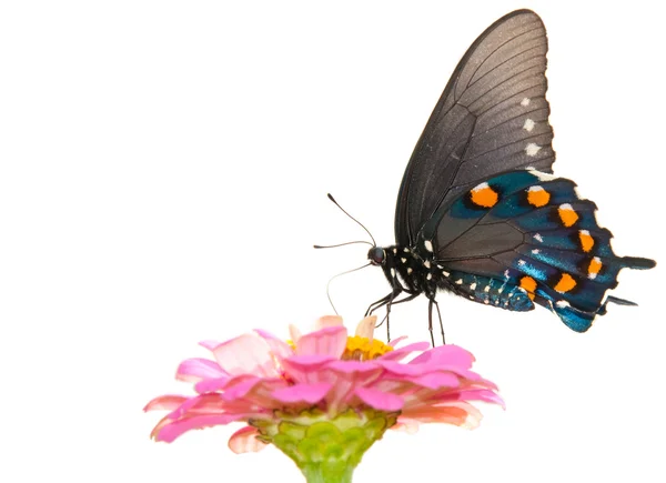 Vista ventral de uma bela borboleta Pipevine Swallowtail — Fotografia de Stock