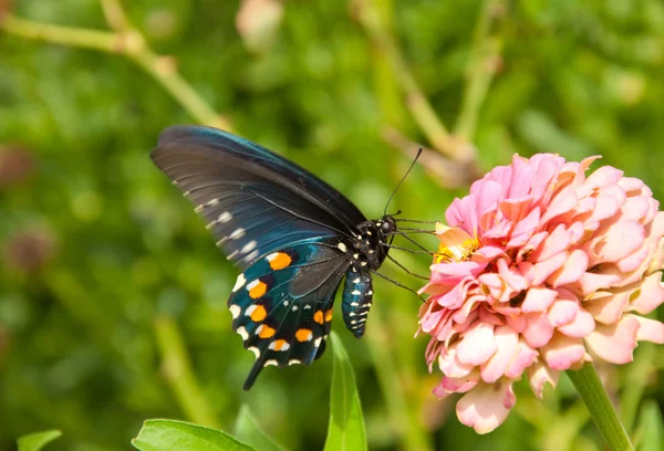 Pipevine 燕尾蝴蝶，battus philenor 的腹侧视图 — 图库照片