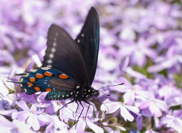 pipevine swallowtail kelebek mor çiçekler besleme