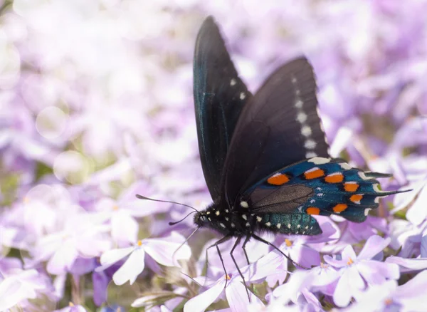 Мечтательный образ Pipevine Swallowtail бабочки — стоковое фото