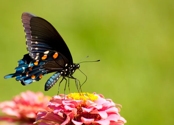 Beau papillon Pipevine Swallowtail bleu irisé — Photo