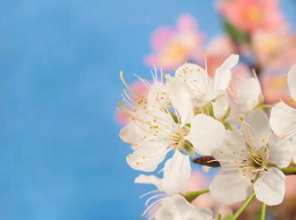 Beyaz bahar çiçek — Stok fotoğraf