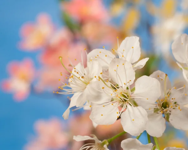 Jarní květy na barevné pozadí — Stock fotografie