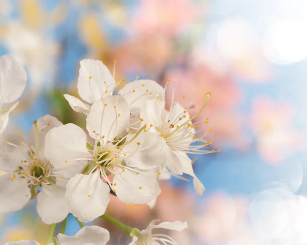 Jarní květy na barevné pozadí s bokeh textury — Stock fotografie