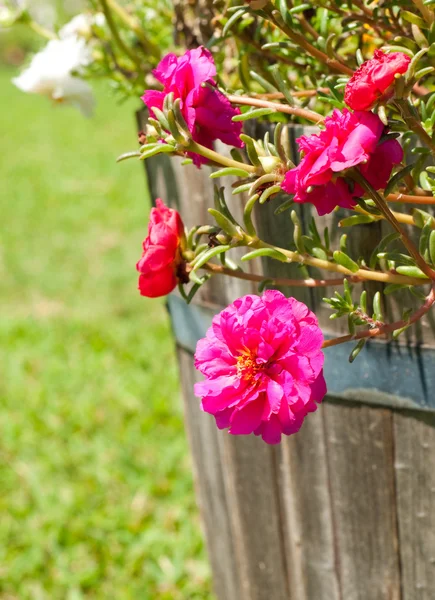 Hot pink Portulaca flowers in a wooden pot — Stock Photo, Image