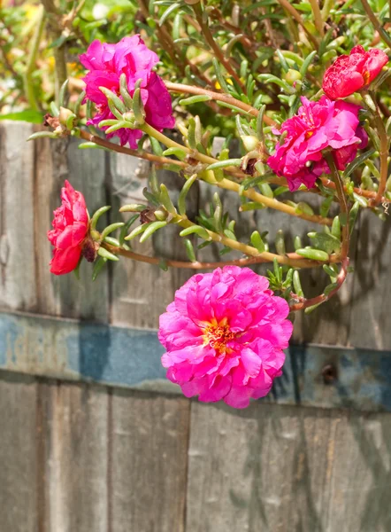 Rosafarbene Portulaca-Blüte — Stockfoto