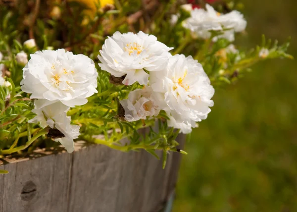 Pure white Portulaca flowers in a wooden container — Stock Photo, Image
