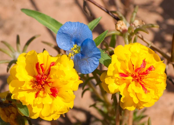 Bright yellow portulaca flowers with a delicate light blue Dayflower Commel — Stock Photo, Image