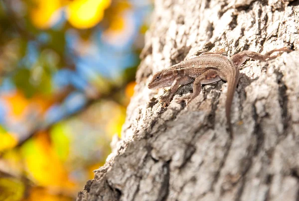 Jaszczurka północnych prerii się w drzewo — Zdjęcie stockowe