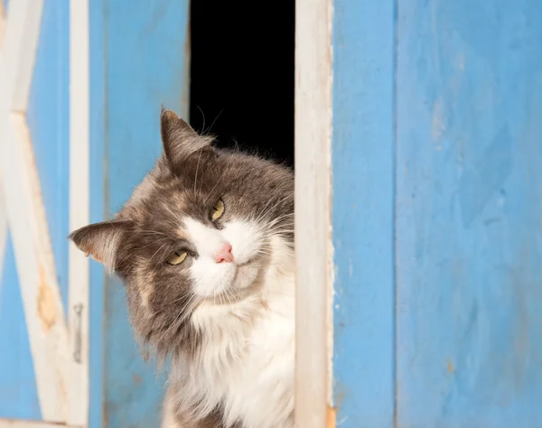 Calico gatto che sbircia fuori da un fienile blu — Foto Stock