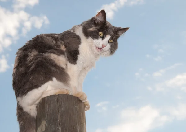 Beautiful diluted calico cat sitting on a fencepost