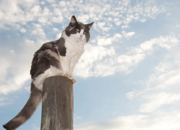 Gato calico diluído sentado em um poste de vedação — Fotografia de Stock