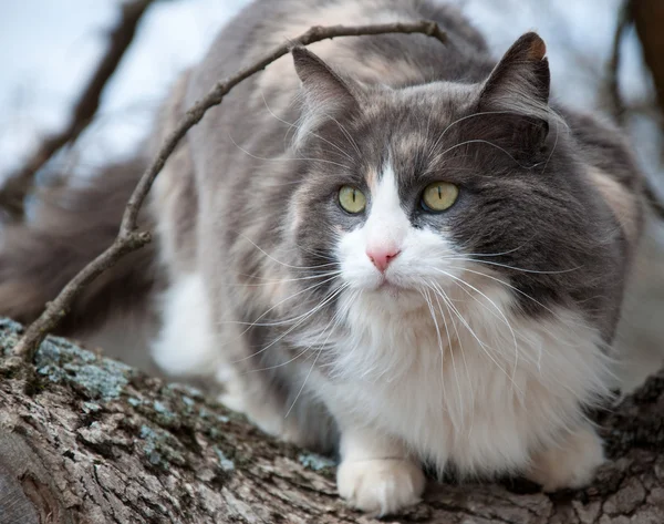 Bir ağaçta güzel mavi, beyaz ve krem alaca kedi — Stok fotoğraf