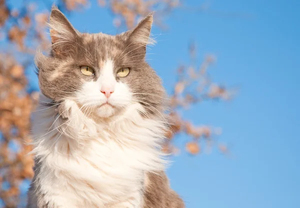 Un gato calico diluido de aspecto serio —  Fotos de Stock