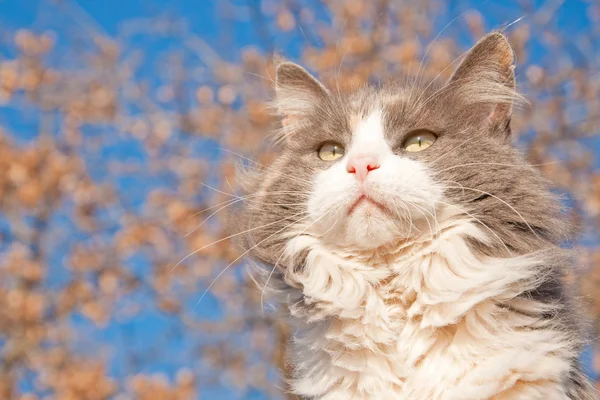 Beautiful long haired diluted calico cat against blue sky