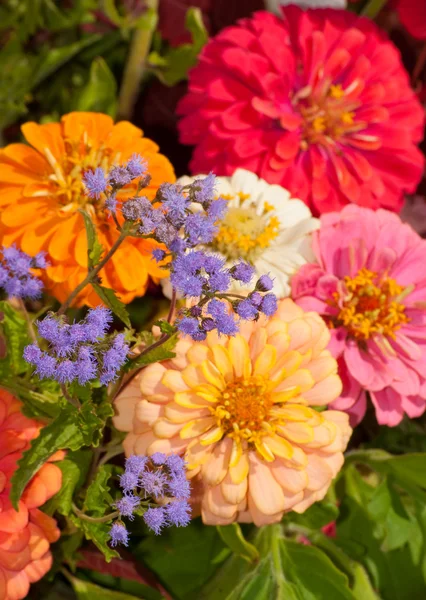 Schöne lila Wildblumen vor buntem Zinnia-Blütenhintergrund — Stockfoto