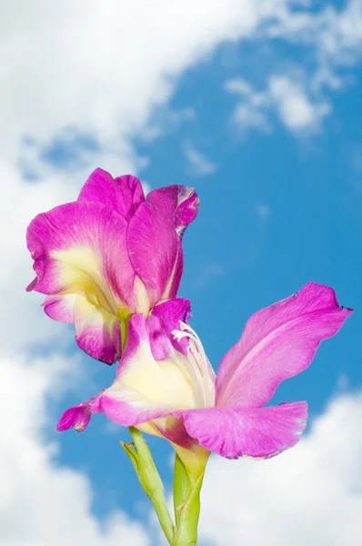 紫色粉红色唐菖蒲花晴转多云的天空 — 图库照片