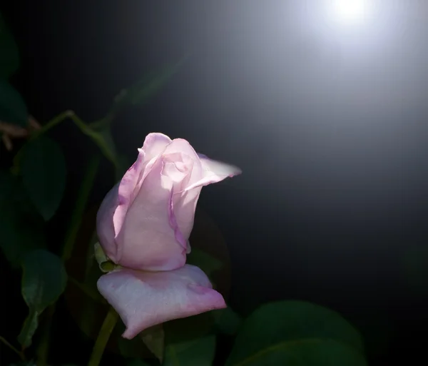 Прекрасна, ніжна фіолетова троянда на тлі темряви, освітленої сонцем — стокове фото